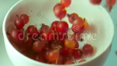 成熟的浆果醋栗落在白色的碗里